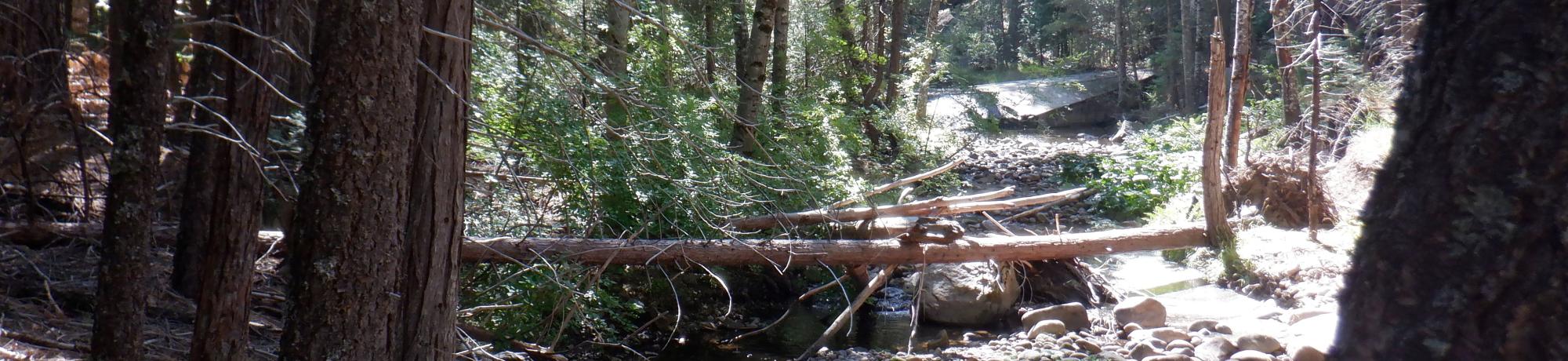 Plum Creek
