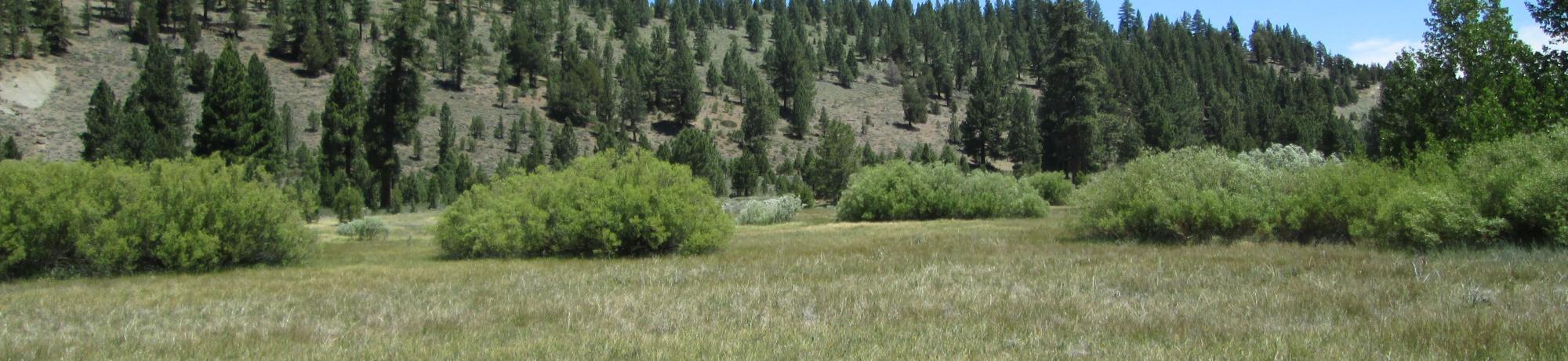 End of lower transect looking east