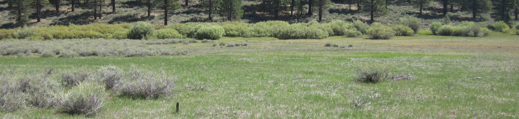 End of middle transect looking east