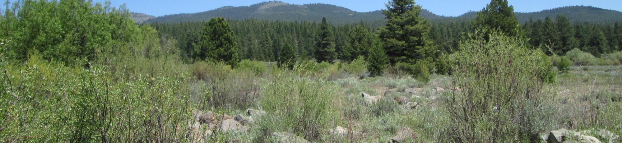 End of middle transect, looking east