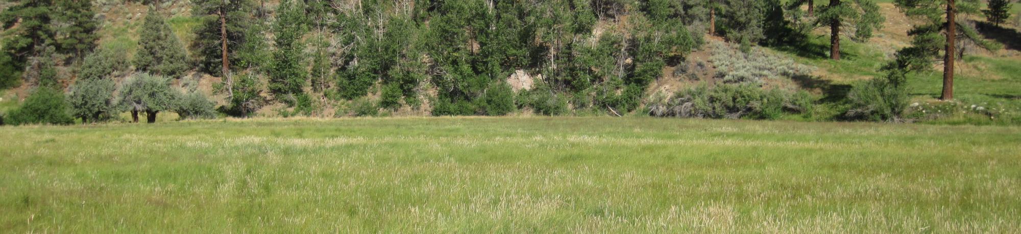 End of middle transect, looking west