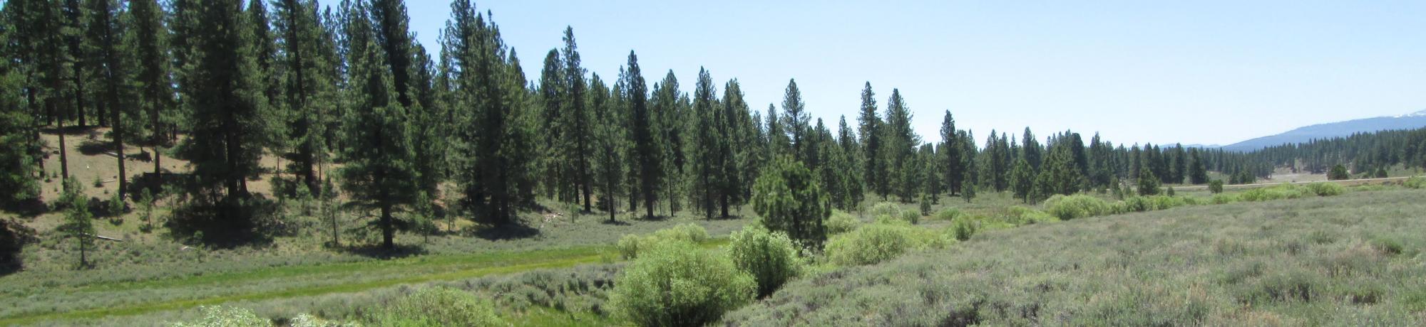 From check dam looking downstream. Narrow riparian corridor, inset floodplain, sage on top of banks