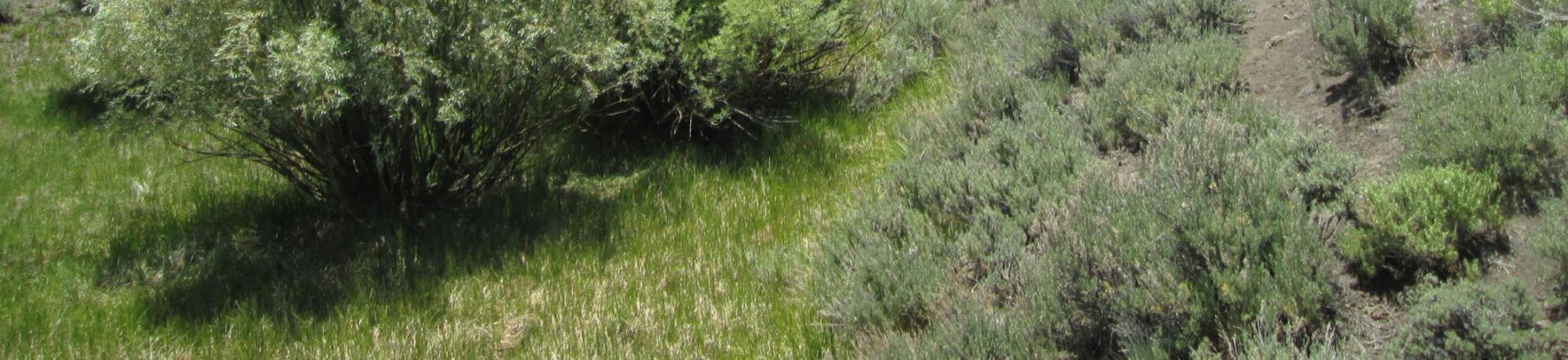 From check dam looking downstream. Narrow riparian corridor, inset floodplain, sage on top of banks
