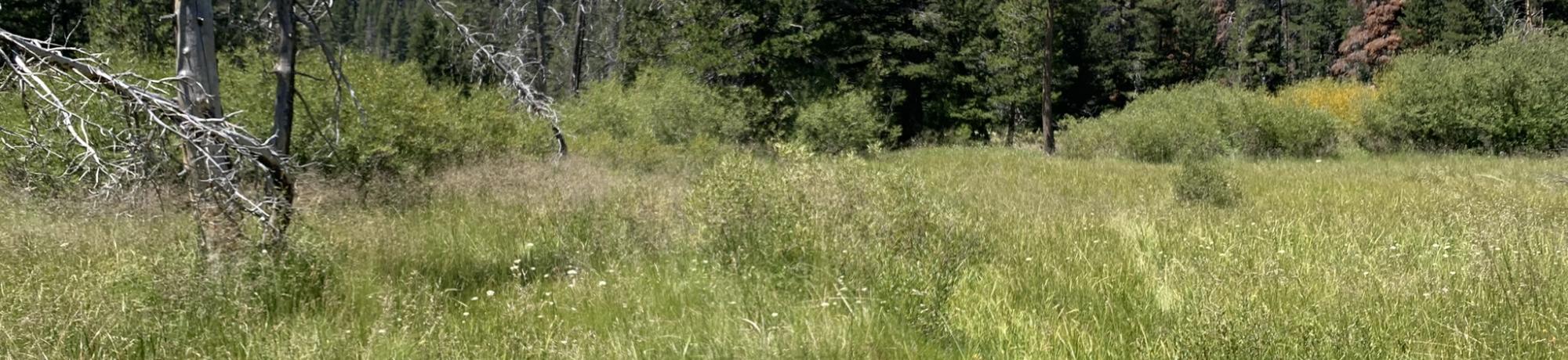Trout Creek whole meadow