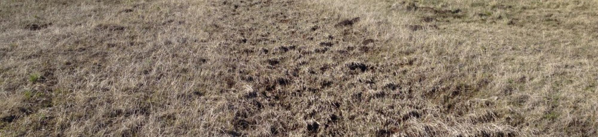 Long ditch through meadow leading to stock pond