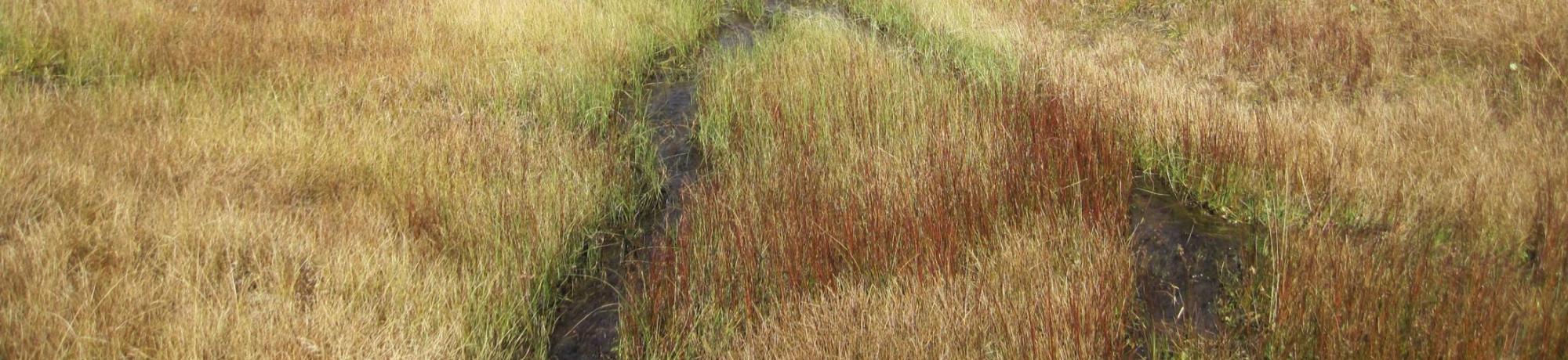 Looking upstream at potentially incised reach in upper meadow