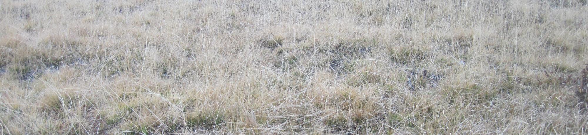 Lower Transect Channel Right to Left