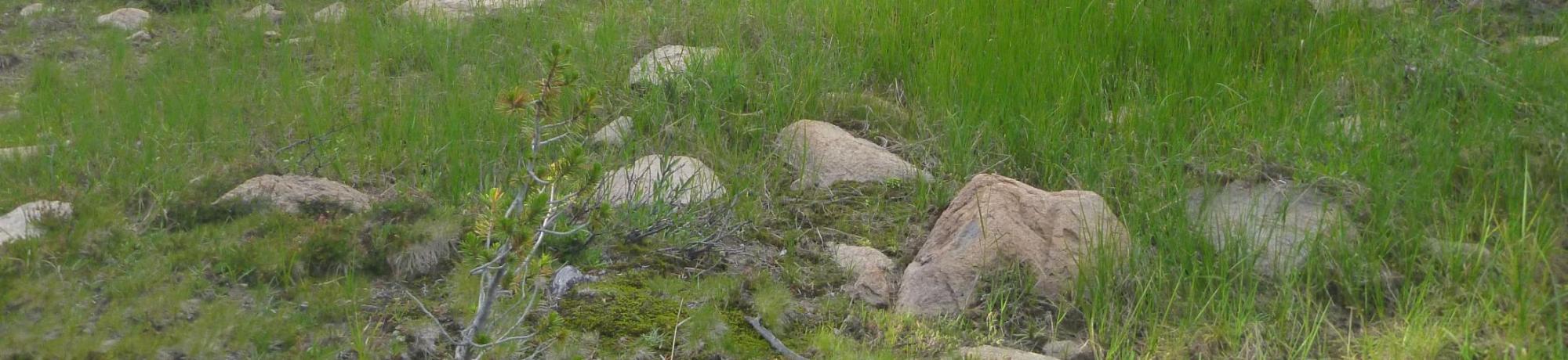 Lower Transect Left to Right Overview