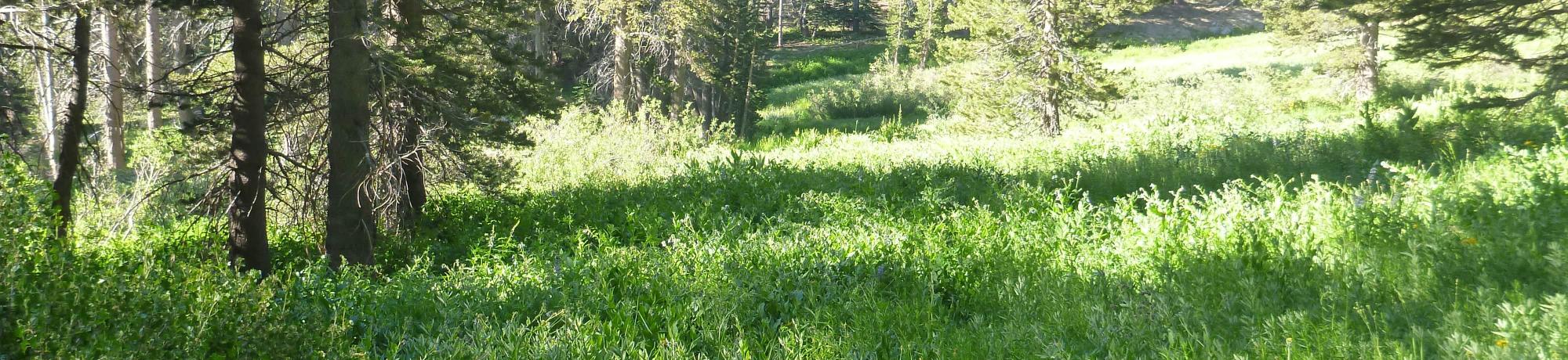 Lower Transect Overview (left to right)