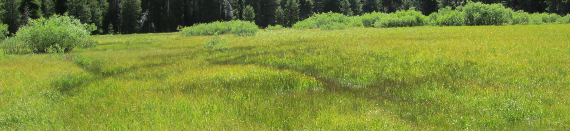 Lower meadow, looking east. Less than 5 acres