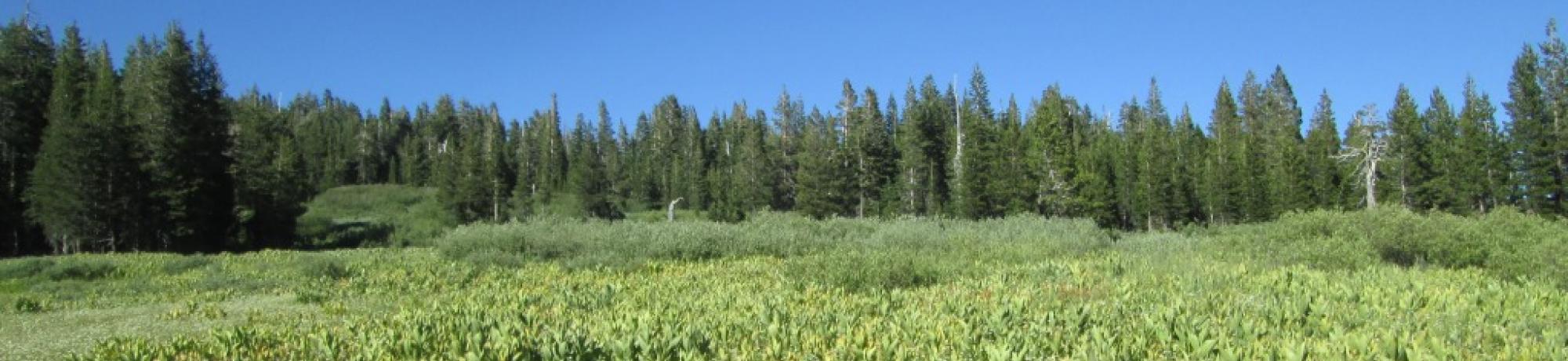 Lower meadow, looking upstream