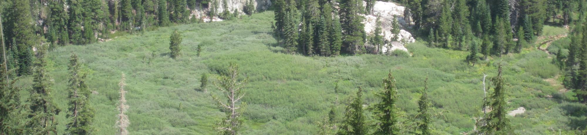 Meadow from above, zoomed in