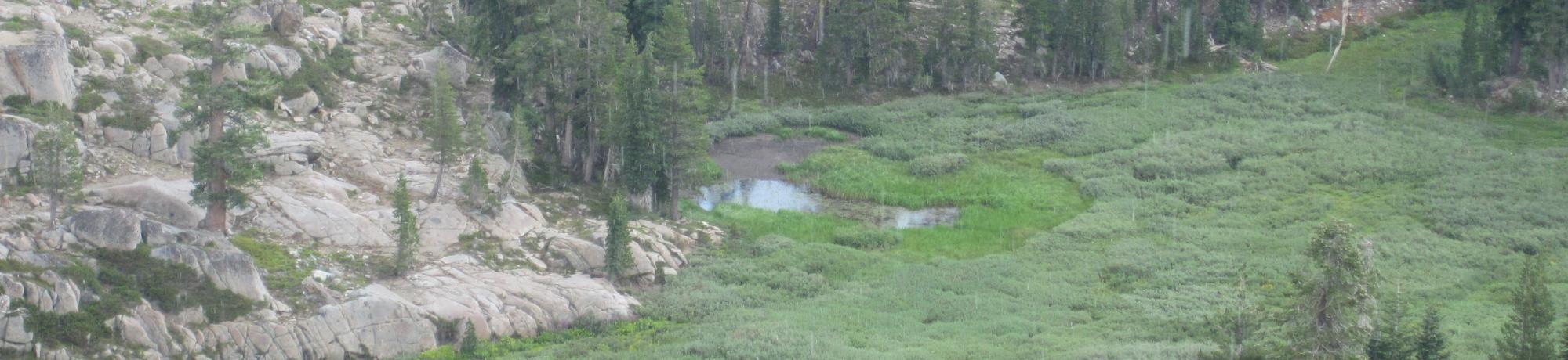 Meadow from above, zoomed in