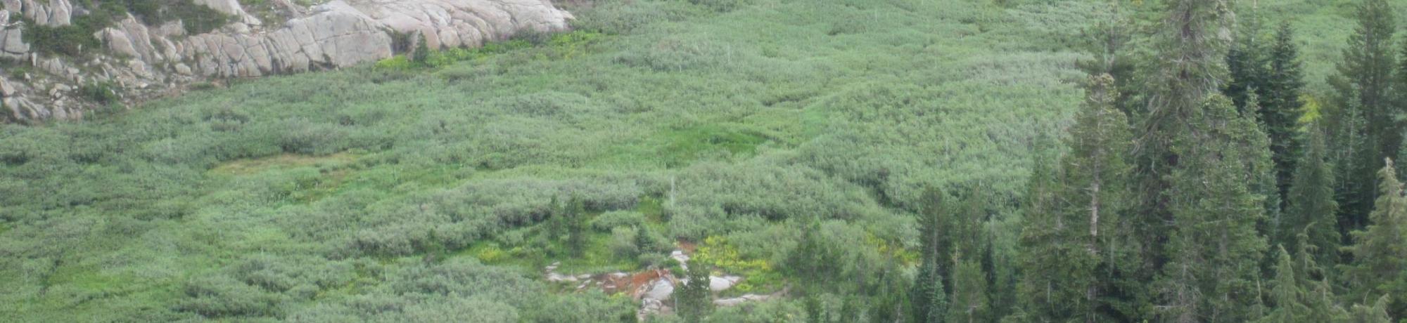 Meadow from above, zoomed in