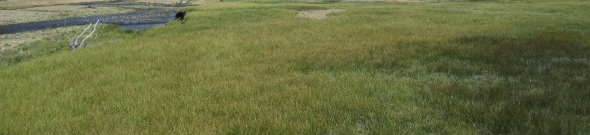 Meadow vegetation in previously inundated area