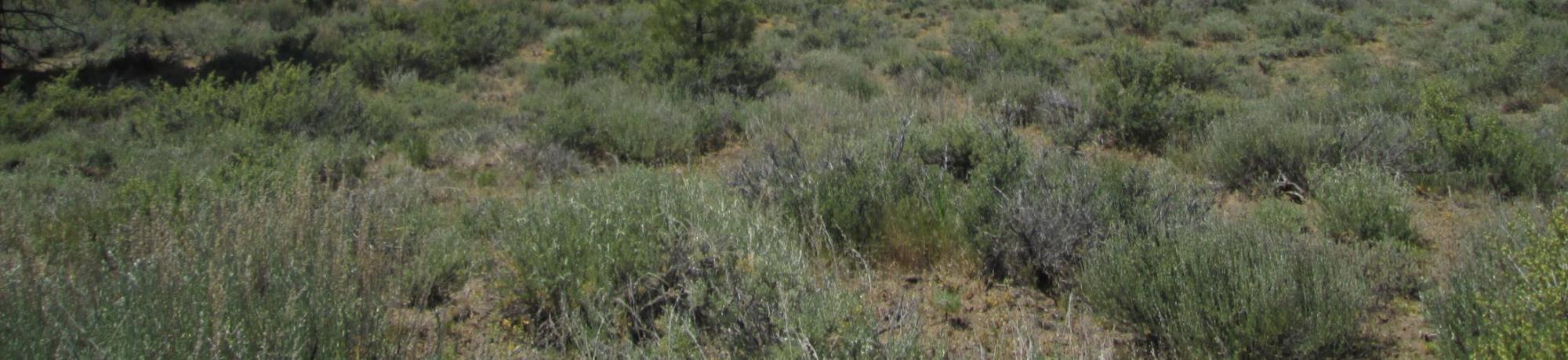 Mid meadow, showing sage cover