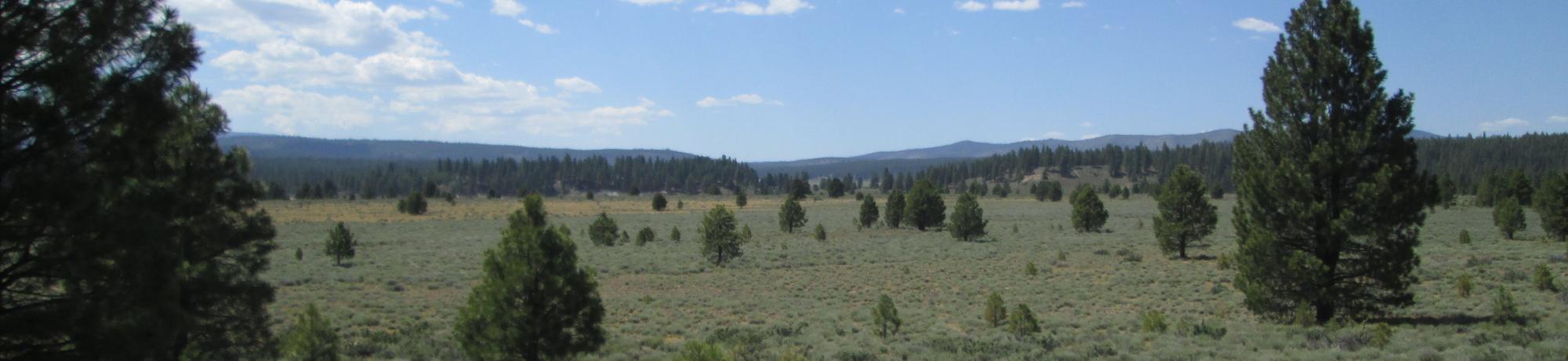 Mid meadow, showing sage cover