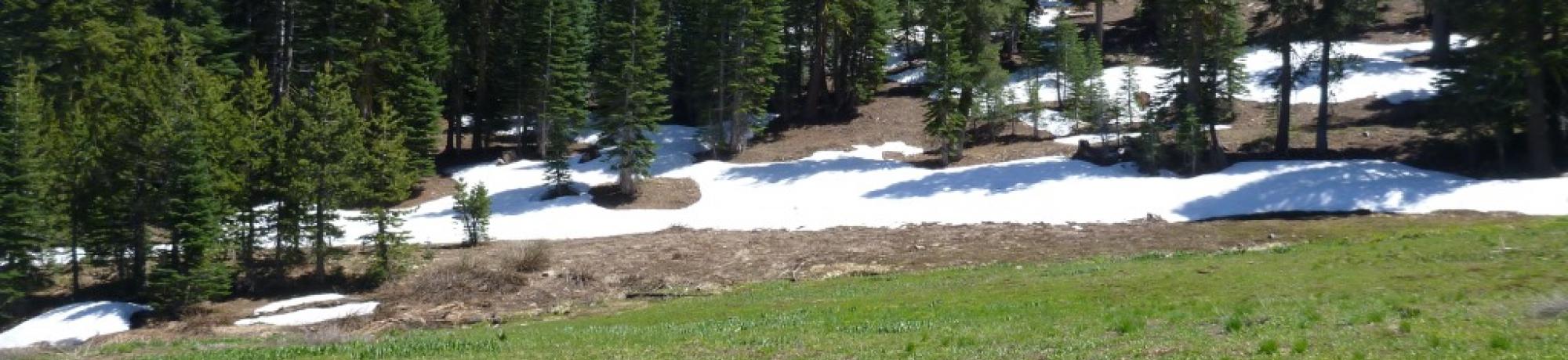 Middle Transect (left to right)