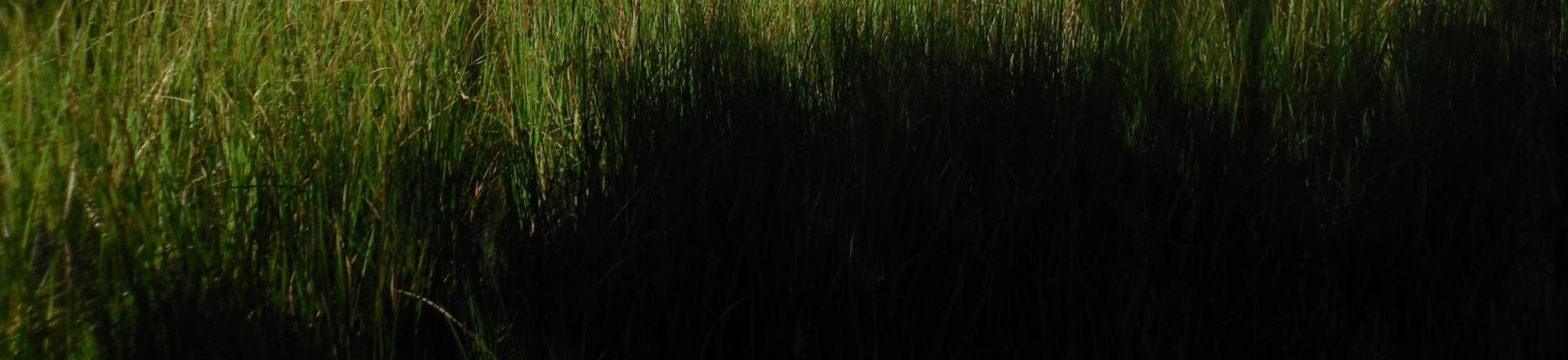 Middle Transect Left to Right Overview