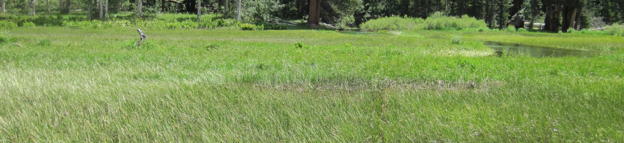 Middle Transect Left to Right Overview