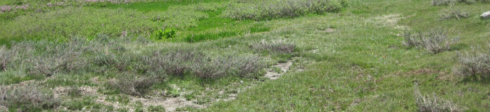 Middle Transect Overview (right to left)