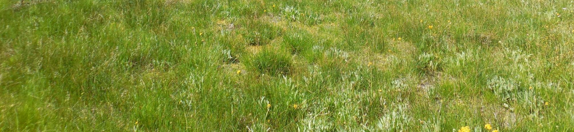 North section meadow overview (bottom of meadow)