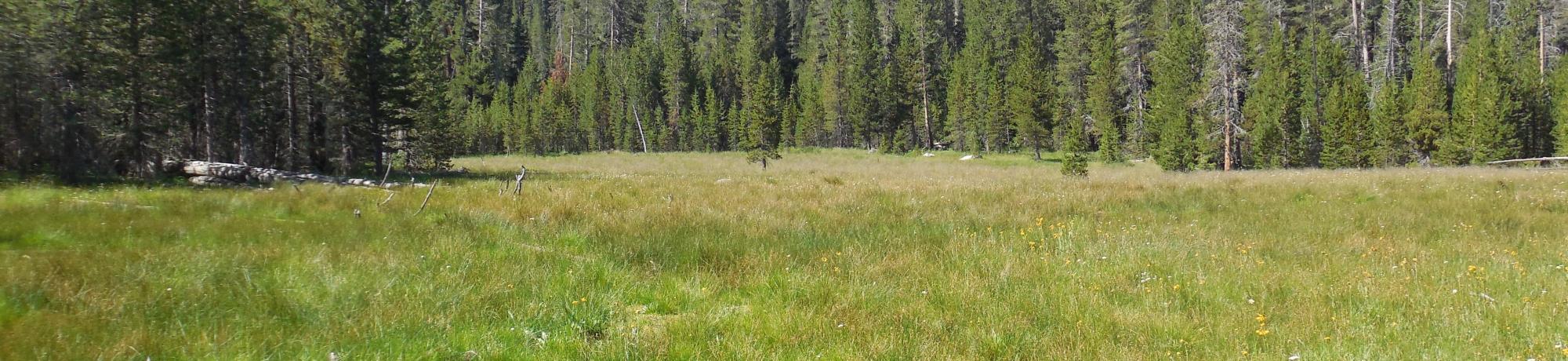 North section meadow overview (bottom of meadow)