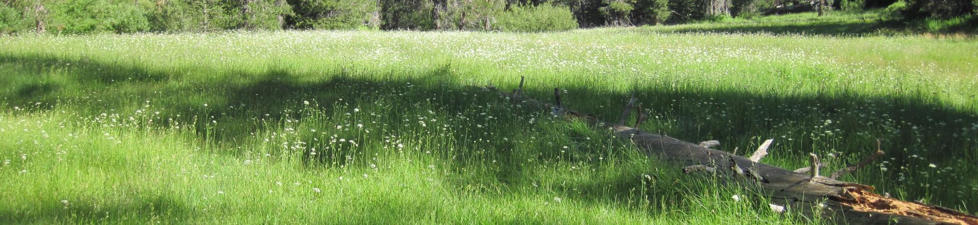 Overview of largest open meadow patch (facing NE)