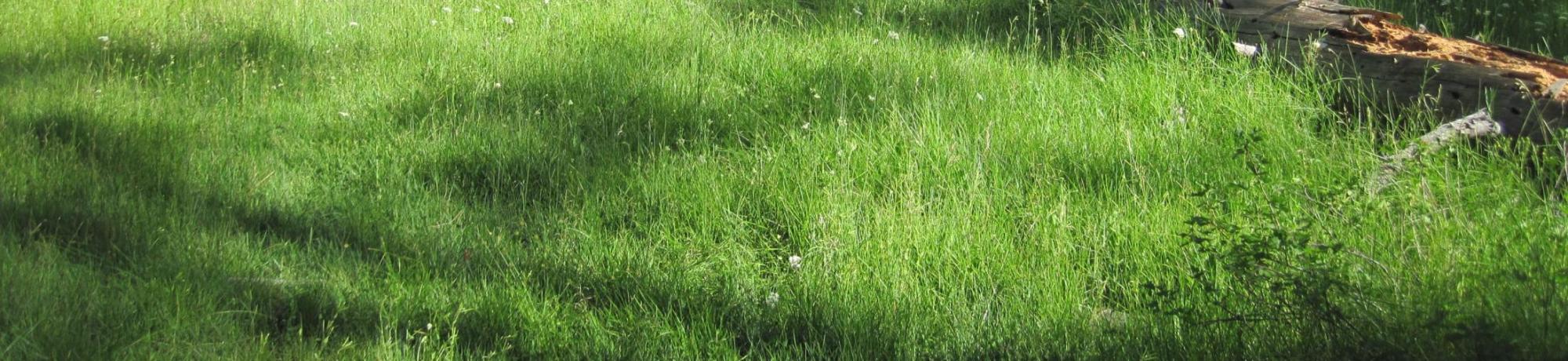 Overview of largest open meadow patch (facing NE)