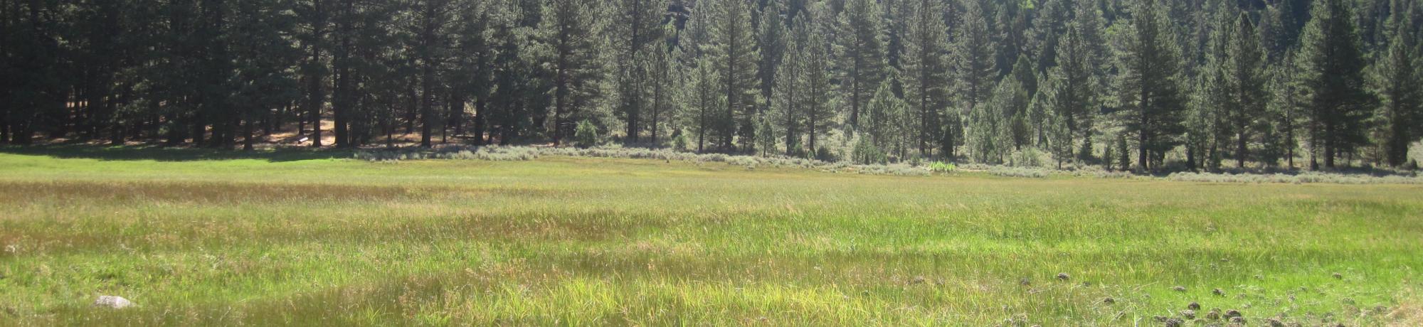 Start of lower transect, looking east