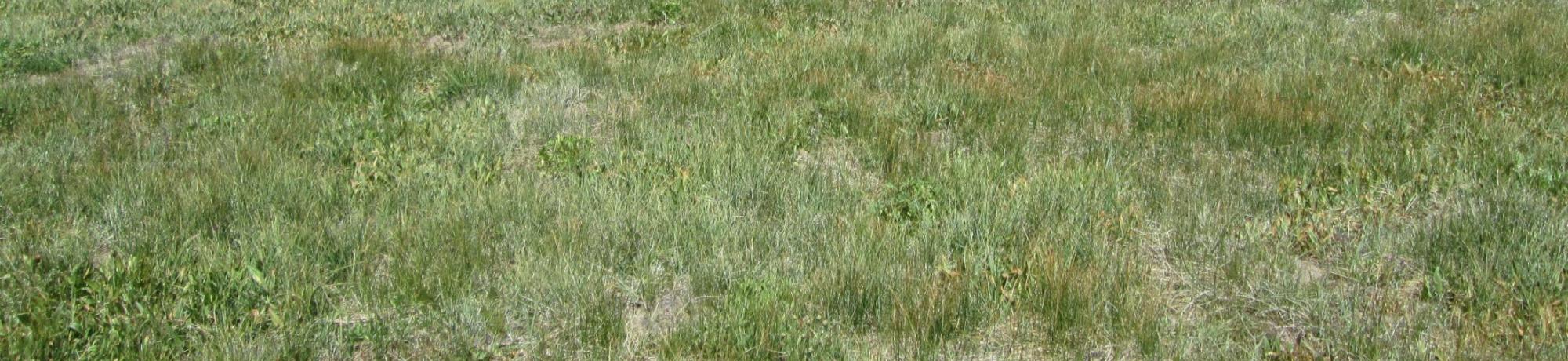 Start of lower transect, looking east
