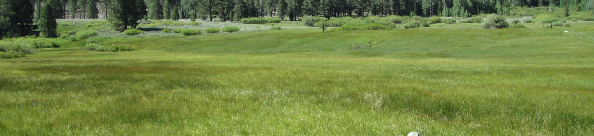 Start of upper transect, looking south