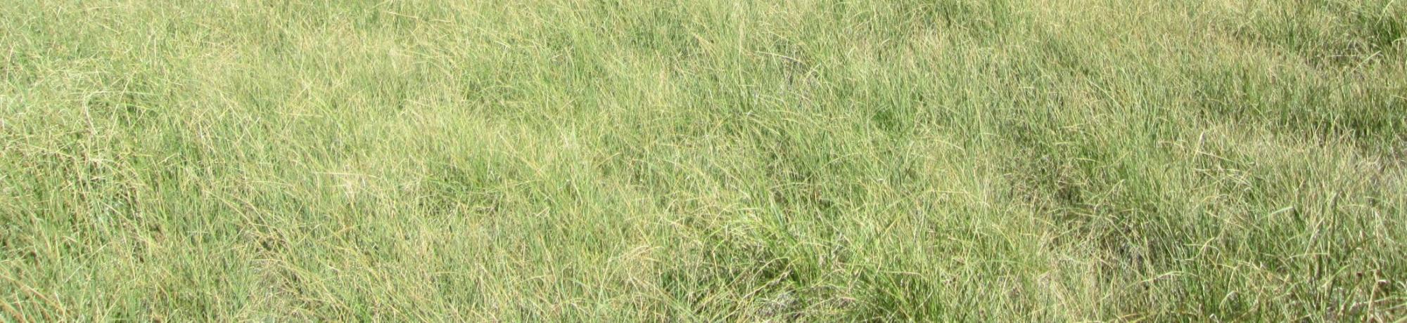 Start of upper transect, looking southeast
