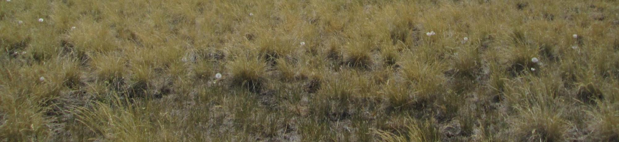Start of upper transect, looking soutwest