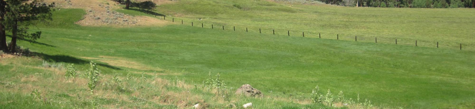 Terrace with cattle
