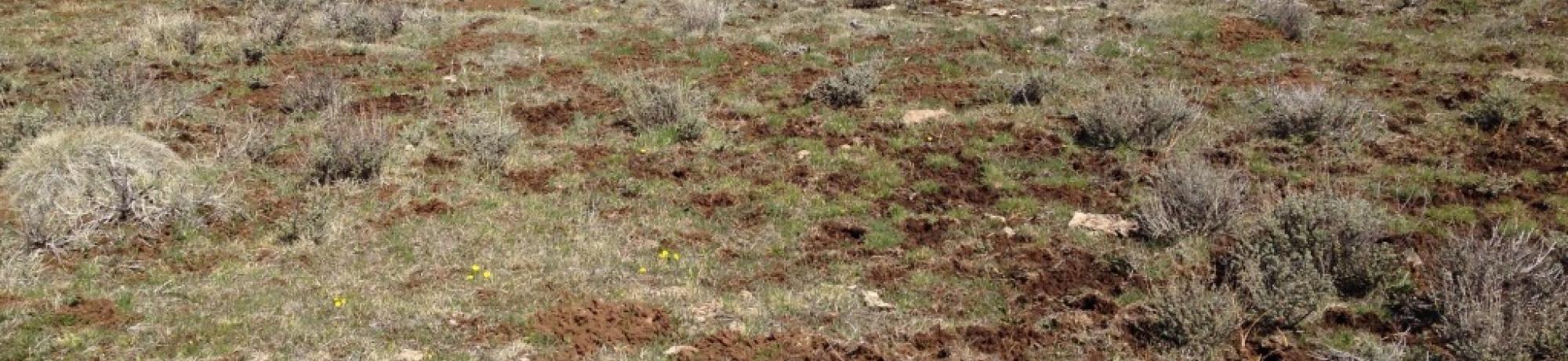 Top of Little Antelope Valley (transect 1, river right)
