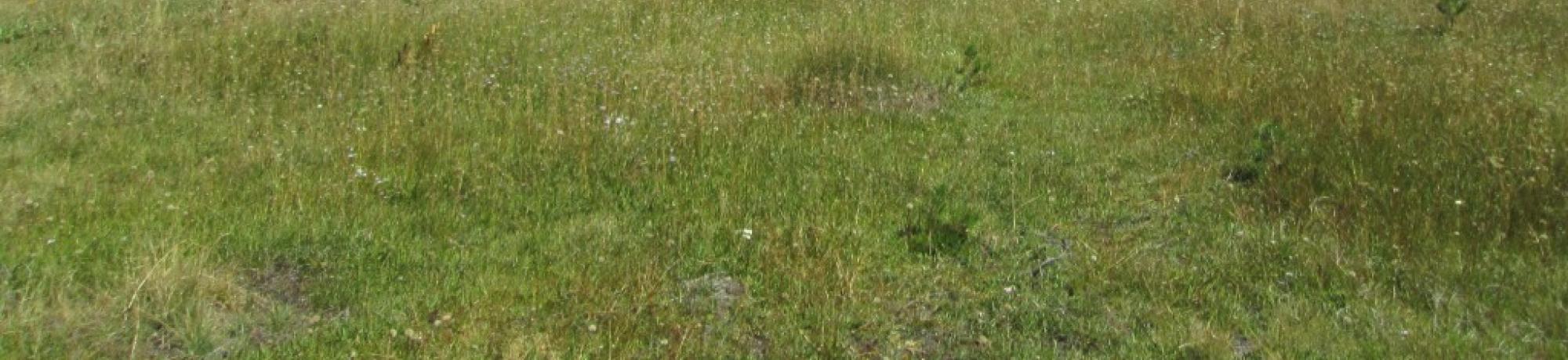 Top of Meadow Looking Down