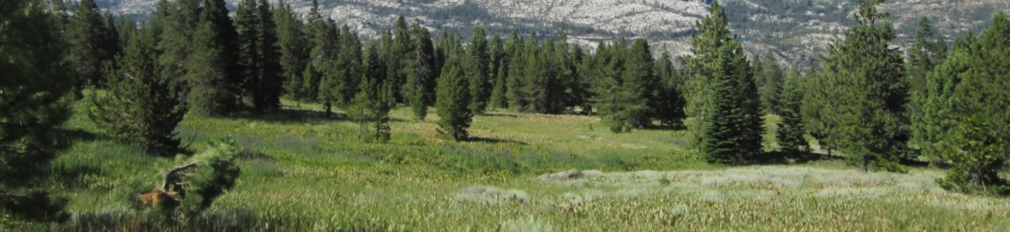 Top of Meadow Looking Down