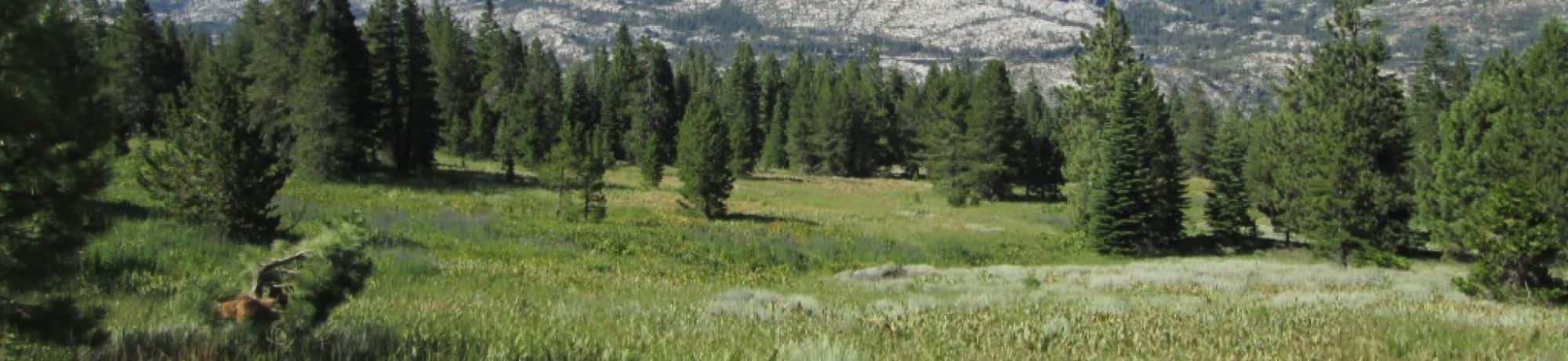 Top of Meadow Looking Down