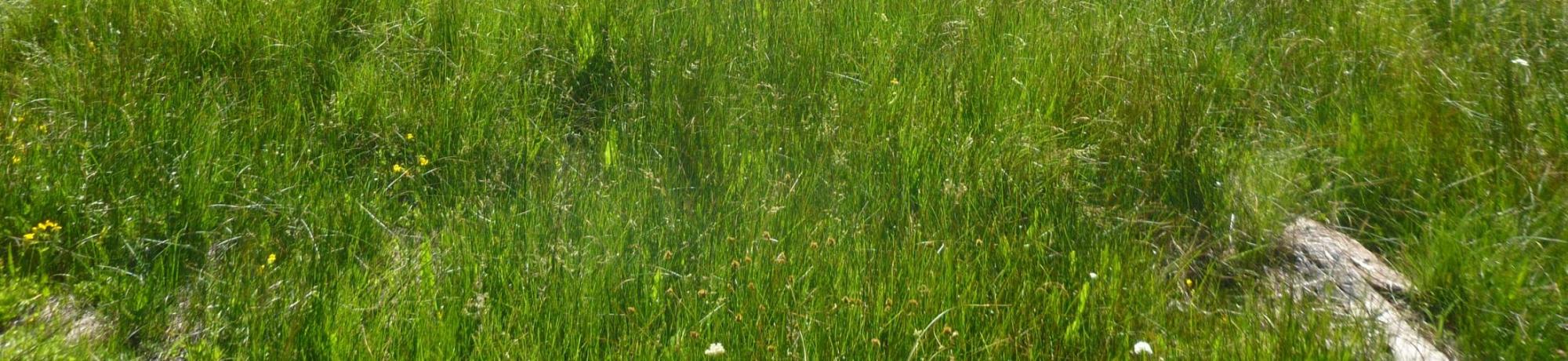 Top of Meadow