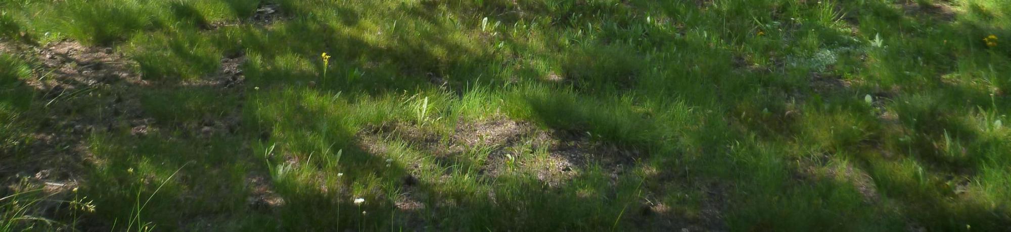 Top of Meadow