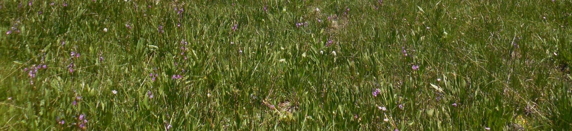 Top of Meadow