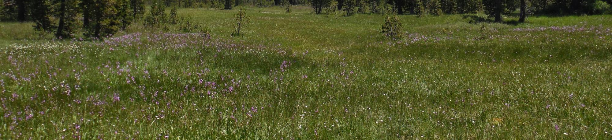 Top of Meadow