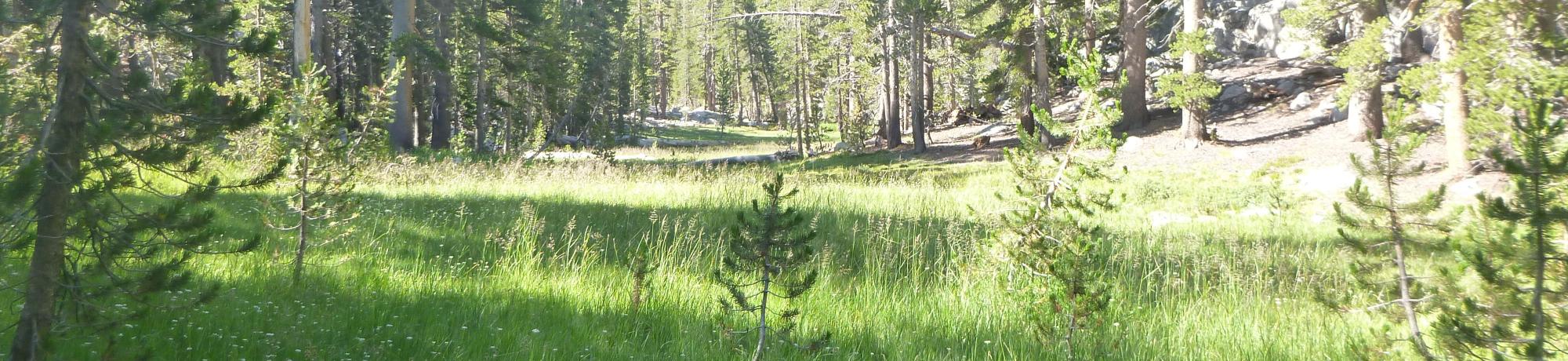 Top of Meadow