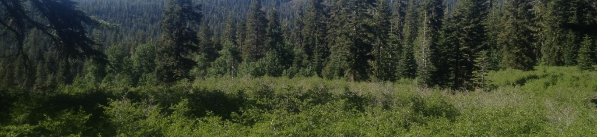Top of Meadow