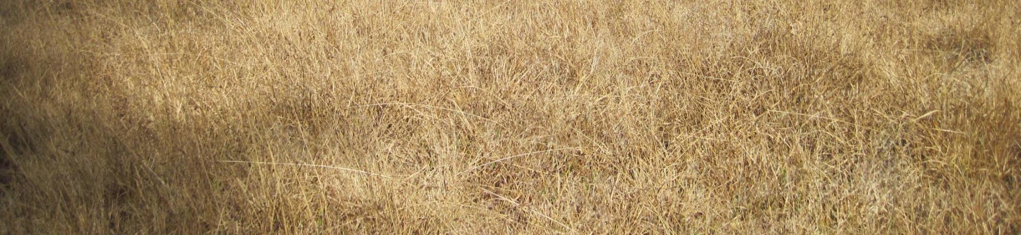 Top of Meadow