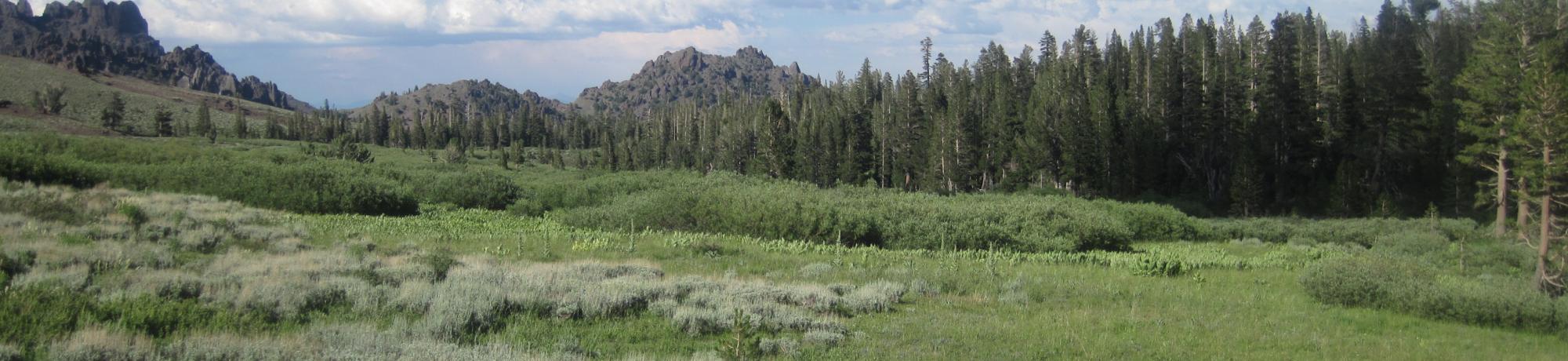 Top of meadow - all willow with sage encroachment