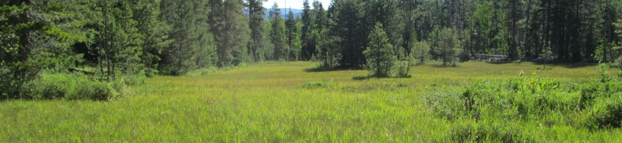 Top of meadow looking north