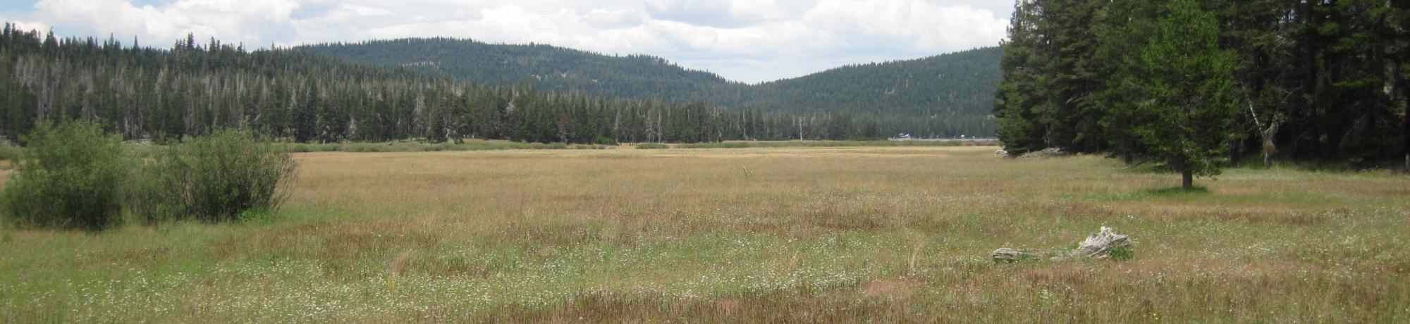 Top of meadow looking northeast