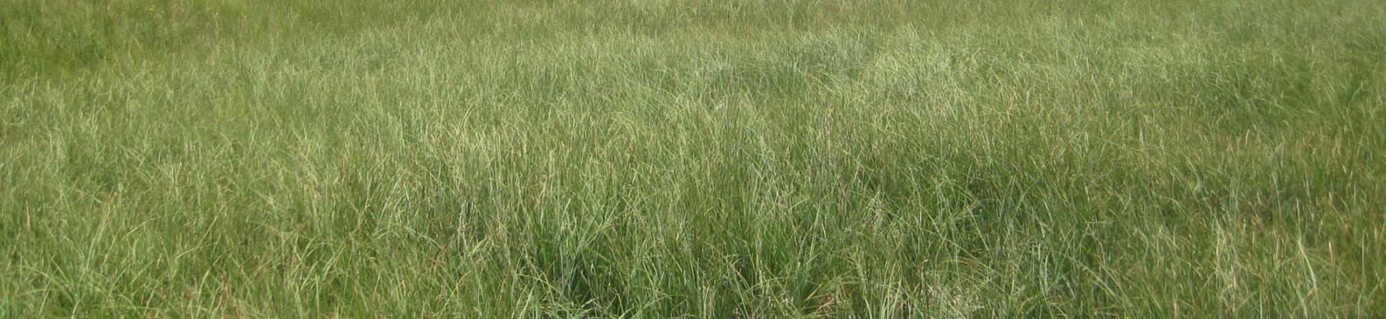 Top of meadow, inset floodplain